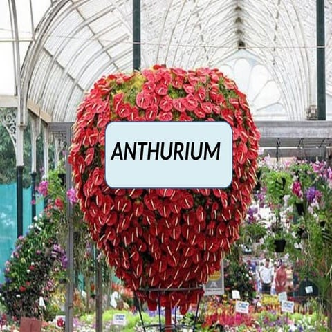 Anthurium is one of the most important crop than another crop. .ppt
