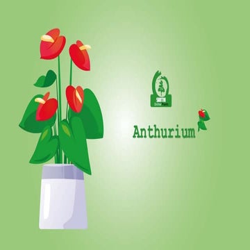 Anthurium ppt.pptx