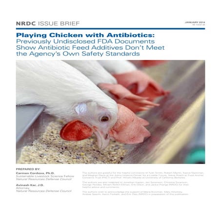 Playing Chicken with Antibiotics