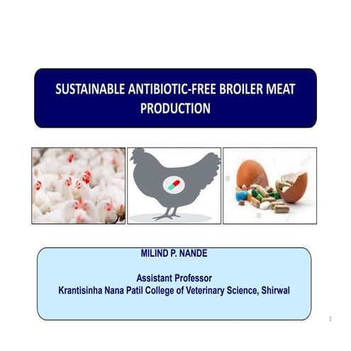 Antibiotic-free broiler meet production in india