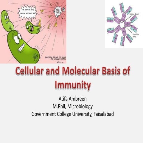 Antibodies and Types