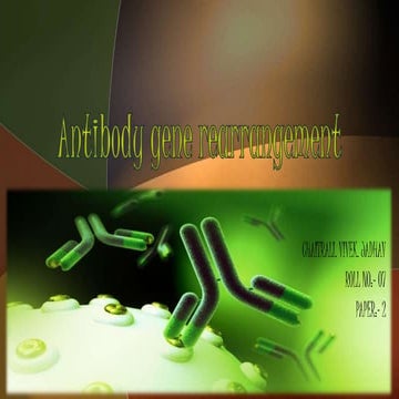 Antibody gene rearrangement presentation