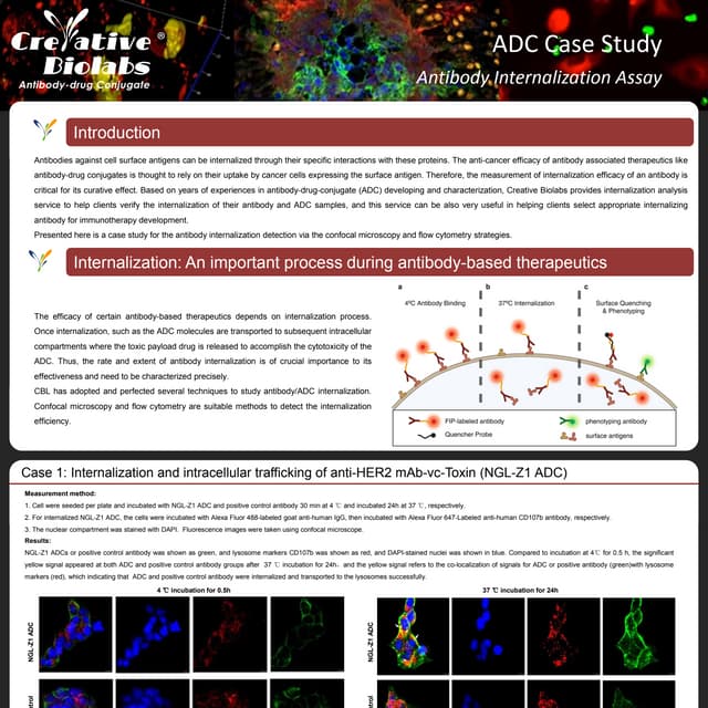 Antibody internalization asasay