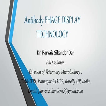 Antibody phage display technology