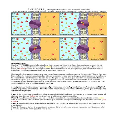 Antiporte simporte. primero medio