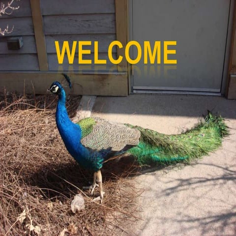 Antisense oligonucleotide therapy