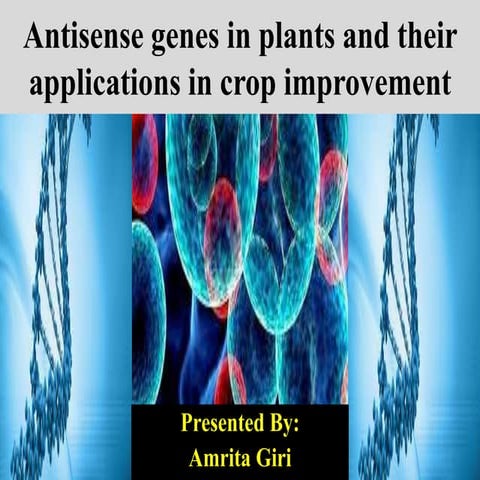 Antisense genes in plants and their applications in crop improvement