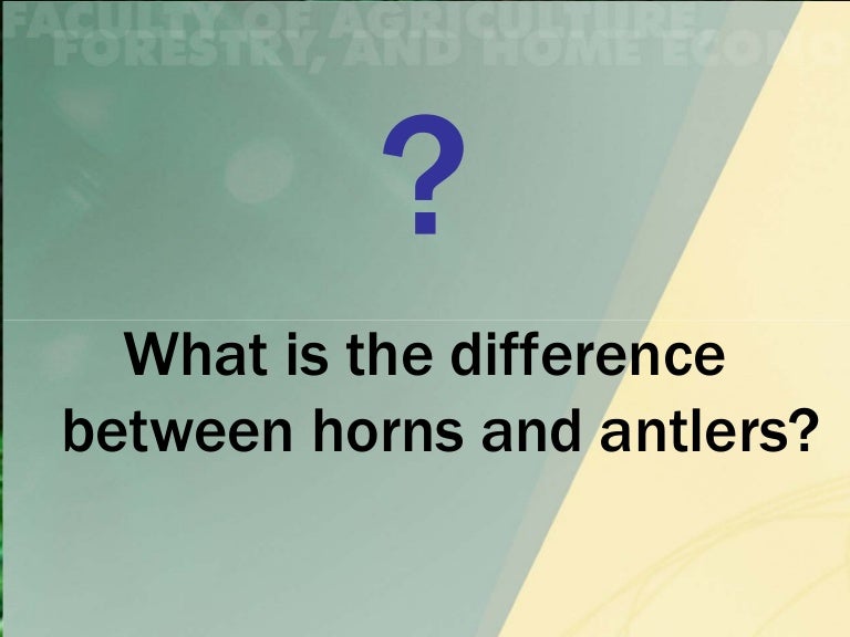 difference between antler clifton and stamford