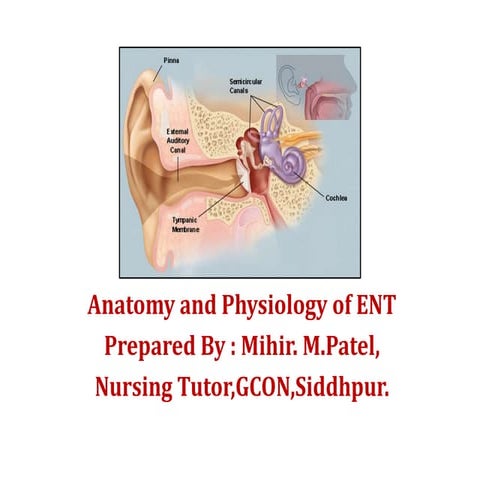 Antomy of Ear,Nose and Throat