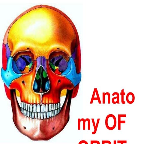 Antomy of orbit 25 4-19