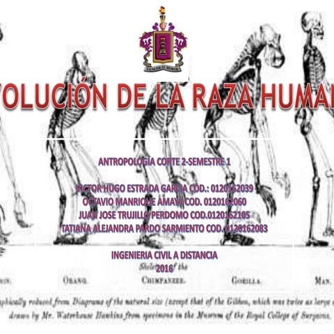 Antropologia actividad segundo corte evolución humana 1