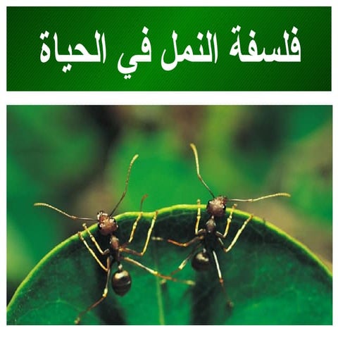 فلسفة النمل Ants