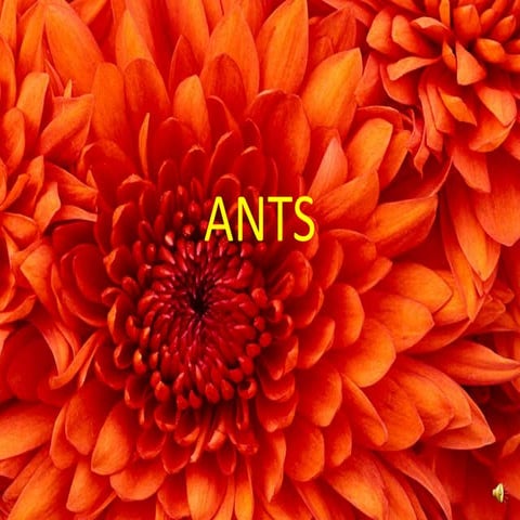 Ants    (english homework).pptx