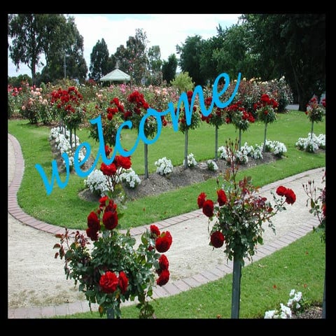 Rose production technology 