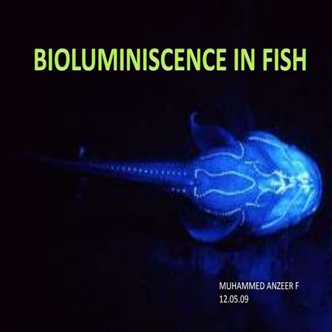 BIO-LUMINISCENCE IN FISH(ES)