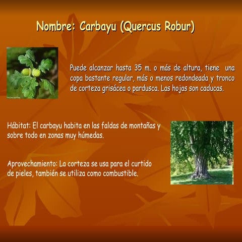 Año mundial bosques 2011