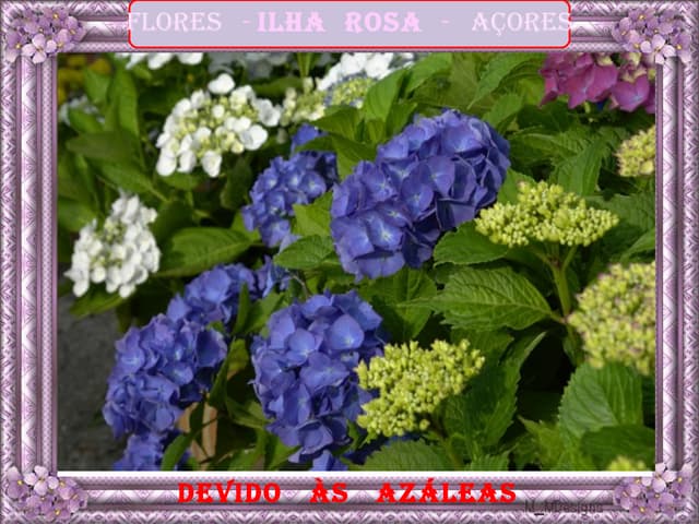 Açores, a Ilha Rosa 