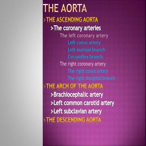 Aorta