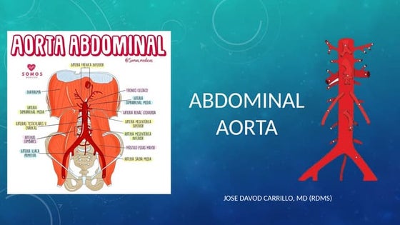 Anatomia renal y vascularizacion | PPT