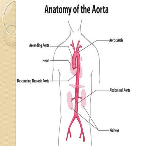 Aorta I deo | PPT