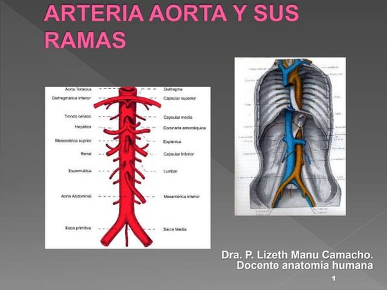 Anatomía De La Arteria Abdominal Aorta Abdominal | PDF | Abdomen