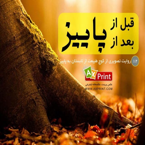 دوازده روایت تصویری از کوچ طبیعت به پاییز