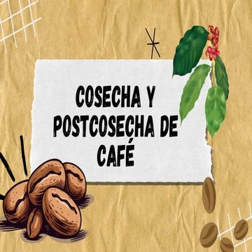 Cosecha y post cosecha en el cultivo de café