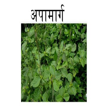 Apamarga.pptx - Achyranthus aspera pptx. | PPTX