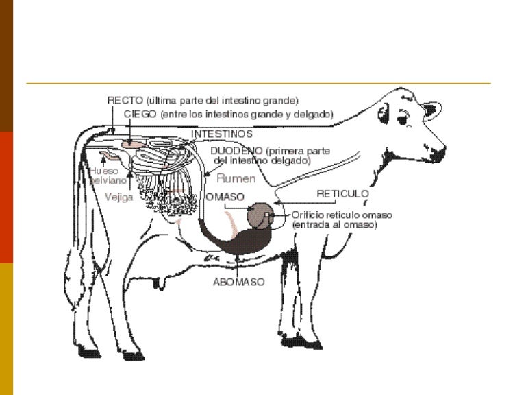 Aparato digestivo12087183375196488