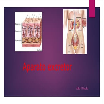 Aparato excretor(natalia y yo)