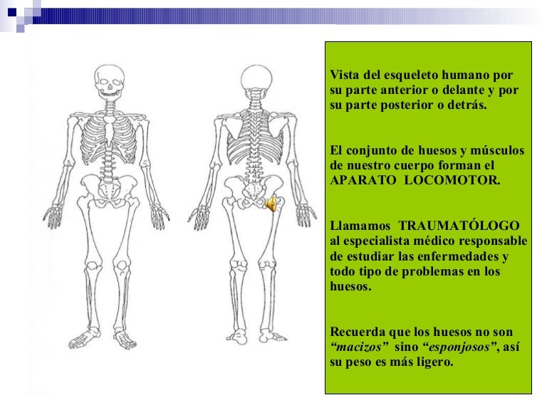 como se lumbre el doctor entendido linear unit huesos articulaciones y músculos