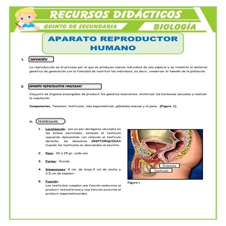 APARATO REPRODUCTOR.pptx . | PPTX