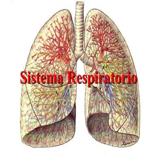APARATO RESPIRATORIO