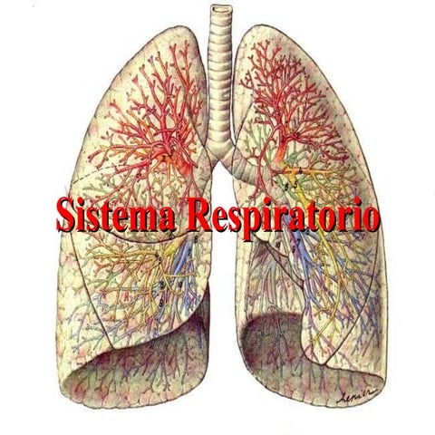 APARATO RESPIRATORIO