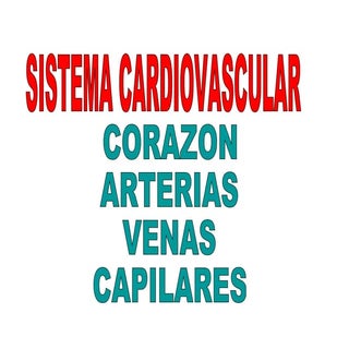 Aparato cardiovascular 2