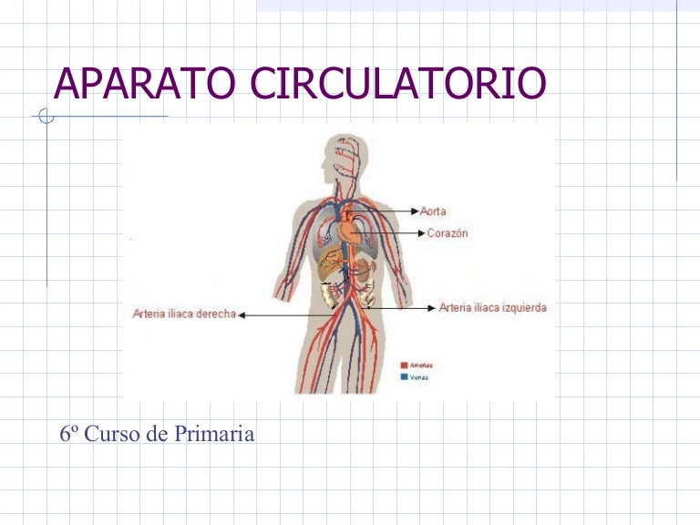 Aparato Circulatorio