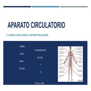 Aparato circulatorio