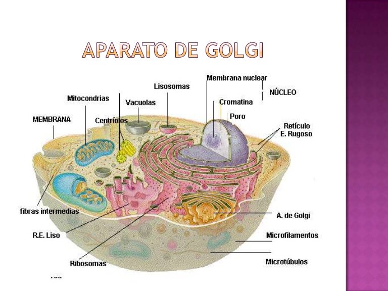 Aparato de golgi Aparato de golgi
