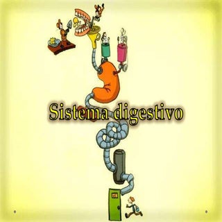 Aparato digestivo