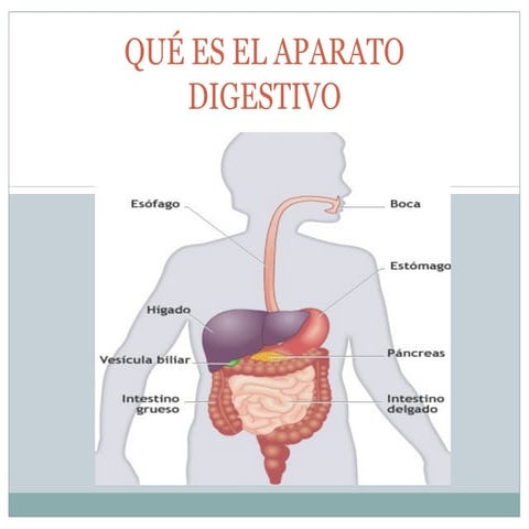 Aparato Digestivo