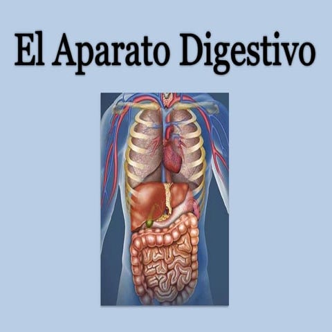 Aparato digestivo