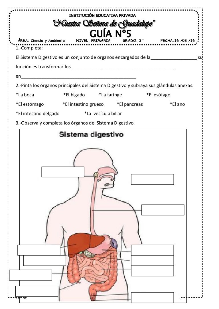 Aparato digestivo