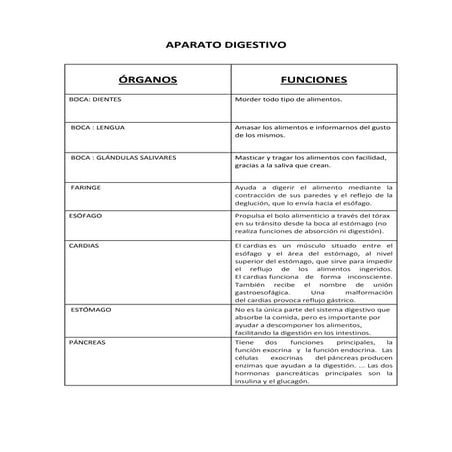 Aparato digestivo