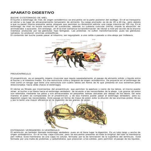 Aparato digestivo de la abeja