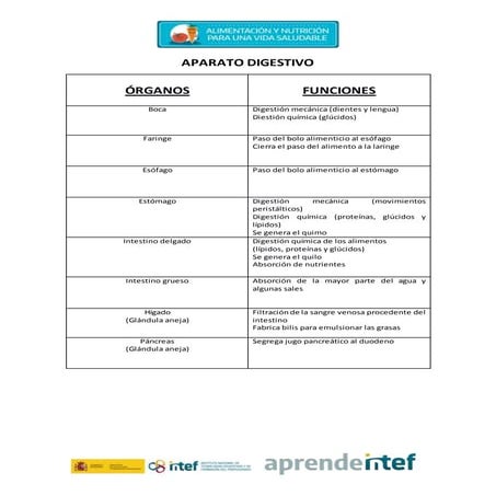 Aparato digestivo2
