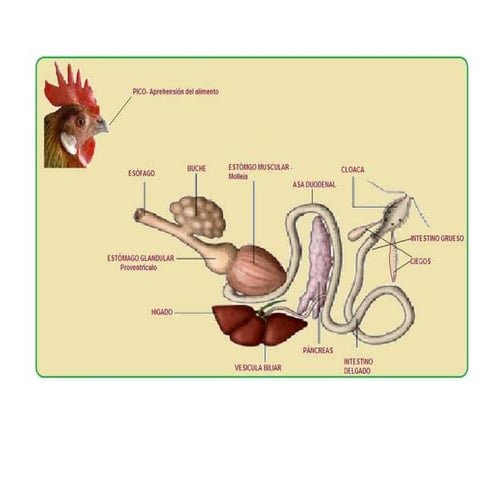 Diagrama De Anatomía Del Pollo 600x627
