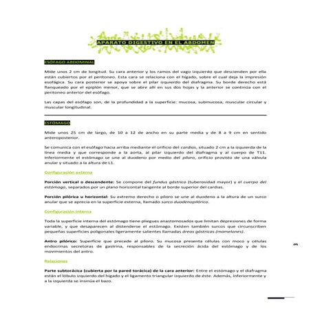 Aparato digestivo en el abdomen resumen