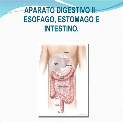 Aparato digestivo ii   diapos