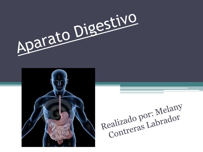 Aparato Digestivo Caracteristicas Y Funciones De Cada Una De Sus Part