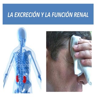 Aparato excretor